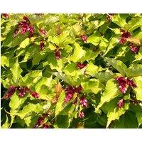 Direct Plants Leycesteria Golden Lanterns Himalayan Honeysuckle Shrub Extra Large Plant Supplied in a 3 Litre Pot in Green