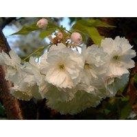 Direct Plants Prunus Longipes Blushing Bride Flowering Cherry Tree 5-6ft Supplied in a 7.5 Litre Pot in Green