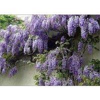 Direct Plants 5x Mixed Large Wisteria Climbing Plant Selection Pack Grafted Plants Supplied in 3 Litre Pots in Green