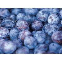 Direct Plants Prunus Czar Plum Fruit Tree 5-6ft Supplied in a 7.5 Litre Pot in Green