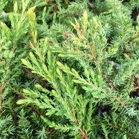Plant Theory Green Carpet Juniper Conifer Bush Juniperus Communis Evergreen Plant 3L Pot