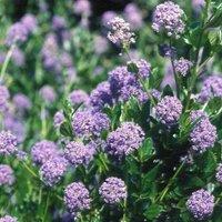 Plant Theory Autumnal Blue Californian Lilac Outdoor Shrub Plant Ceanothus 2L Pot in Green