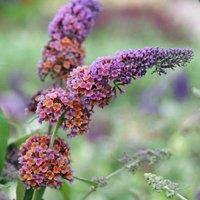 Plant Theory Bicolor Butterfly Bush Outdoor Shrub Plant Buddleja x Weyeriana 2L Pot in Green