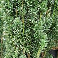Plant Theory English Yew Conifer Tree Taxus Baccata Evergreen Plant 3L Pot in Green