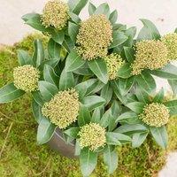 Plant Theory Fragrant Cloud Japanese Skimmia Shrub Plant Skimmia Japonica 1.5L Pot in Green