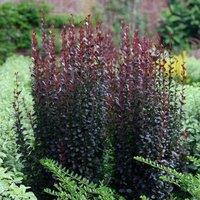 Plant Theory Atropurpurea Helmond Pillar Barberry Shrub Plant Berberis Thunbergii 2L Pot in Green