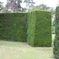Plant Theory English Yew Conifer Tree Taxus Baccata Evergreen Plant 9cm Pot 20cm in Green