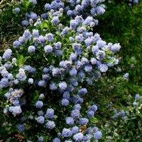 Plant Theory Skylark Californian Lilac Outdoor Shrub Plant Ceanothus 2L Pot in Green