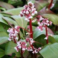 Plant Theory Silberlicht Elephant's Ears Perennials Flowering Plants Bergenia 2L Pot in Green