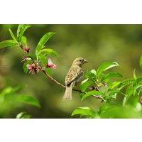 Direct Plants The Wildlife Selection Hardy Shrub Plant Garden Border Mix Large Mature Plants Supplied in 3 Litre Pots - Pack of 24 in Green