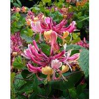 Direct Plants The Fragrant & Flowering Climbing Plants Selection Garden Border Mix Large Mature Plants Supplied in 3 Litre Pots - Pack of 6 in Green