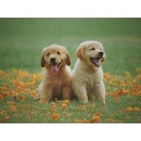 Direct Plants The Pet Freindly Selection Hardy Shrub Plant Garden Border Mix Large Mature Plants Supplied in 3 Litre Pots - Pack of 24 in Green