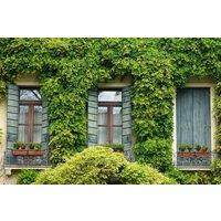 Direct Plants The Evergreen Climbing Plants Selection Garden Border Mix Large Mature Plants Supplied in 3 Litre Pots - Pack of 24 in Green