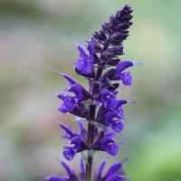 Plant Theory Viola Klose Salvia Sage Perennials Flowering Plants Salvia Sylvestris 2L Pot in Green