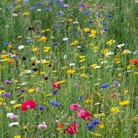 Pegdev 1kg Pro Flora Wild Flower Seed Mix for Biodiversity & Conservation
