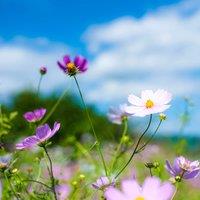 Pegdev 1kg Hedgerow Wild Flower & Grass Seed Mix for Meadow Gardens
