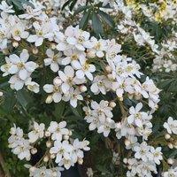 Plant Theory Greenfingers Mexican Orange Blossom Outdoor Shrub Plant Choisya 2L Pot in Green