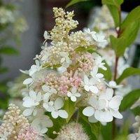 Plant Theory Confetti Outdoor Shrub Plant Hydrangea Paniculata Flowering Garden Plant 2L Pot in Green