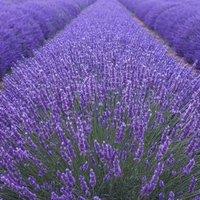 Plant Theory Munstead Lavender Outdoor Shrub Plant Lavandula Angustifolia 2L Pot in Green
