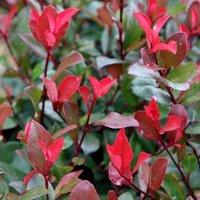 Plant Theory Little Red Robin Christmas Berry Shrub Plant Photinia x Fraseri 2L Pot in Green