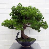 Leaf 50cm Artificial Luxury Pine Bonsai Tree in Green