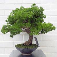 Leaf 50cm Artificial Luxury Pine Bonsai Tree in Green