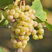 Plant Theory Grape Centennial Seedless Fruit Vine Vitis Vinifera Shrub Plant 3L Pot 60cm in Green
