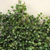 Plant Theory Muehlenbeckia Complexa Maidenhair Green Flowering Climbing Plant 10cm 9cm Pot