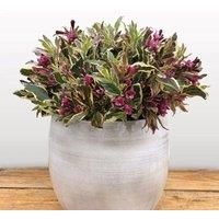 Plant Theory All Summer Monet Outdoor Shrub Plant Weigela Florida Garden Plants 2L Pot in Green
