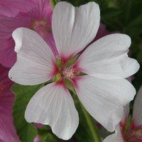 Plant Theory Barnsley Tree Mallow Outdoor Shrub Plant Malva x Clementii 2L Pot in Green