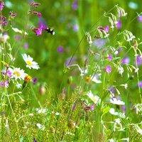 1kg Woodland & Heavy Shade Wild Flower Grass Mix Seed for Meadow Gardens