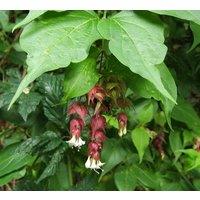 Direct Plants Leycesteria Himalayan Honeysuckle Shrub Extra Large Plant Supplied in a 3 Litre Pot in Green