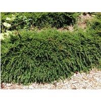 Direct Plants Ground Cover Garden Border Mix Large Mature Plants Supplied in 3 Litre Pots - Pack of 6 in Green