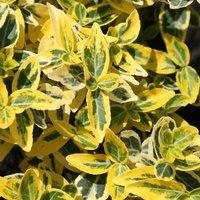 Plant Theory Emerald 'N' Gold Winter Creeper Shrub Plant Euonymus Fortunei 2L Pot in Green