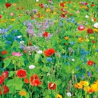 Pegdev 500g English Meadow Wildflower Seed Mix Colour Boost for Vibrant Gardens