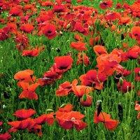Pegdev 250g Red Poppy Wild Flower Seeds for Stunning Summer Blooms