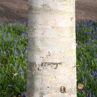 Plant Theory West Himalayan Birch Tree Betula Utilis Jacquemontii Ornamental 1.5L Pot in Green