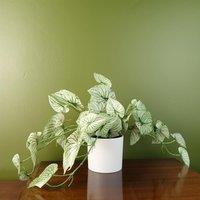 Leaf 30cm Artificial Trailing Plant Realistic Variegated Potted Alocasia in Green