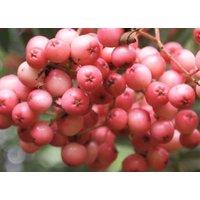 Direct Plants Sorbus Vilmorinii Mountain Ash Tree 6ft Tall Supplied in a 12 Litre Pot by Directplants in Green
