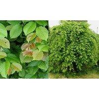 Direct Plants Carpinus Betulus Pendula Tree 6ft Tall Supplied in a 12 Litre Pot by Directplants in Green