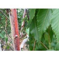 Direct Plants Betula Albosinensis Fascination Tree 6ft Tall Supplied in a 12 Litre Pot by Directplants in Green