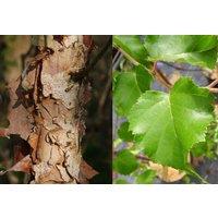 Direct Plants Betula Black Star Tree 6ft Tall Supplied in a 12 Litre Pot by Directplants in Green