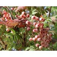 Direct Plants Sorbus Pink Pagoda Mountain Ash Tree 6ft Tall Supplied in a 12 Litre Pot by Directplants in Green