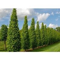 Direct Plants Carpinus Betulus Frans Fontaine Tree 6ft Tall Supplied in a 12 Litre Pot by Directplants in Green