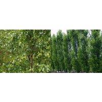 Direct Plants Betula Fastigiata Tree 6ft Tall Supplied in a 12 Litre Pot by Directplants in Green