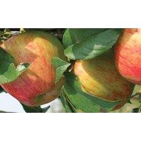 Direct Plants Apple Howgate Wonder Fruit Tree 6ft Tall Supplied in a 12 Litre Pot by Directplants in Red