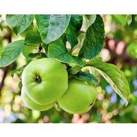 Direct Plants Apple Greensleeves Fruit Tree 6ft Tall Supplied in a 12 Litre Pot by Directplants in Yellow