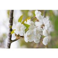 Direct Plants Prunus Avium Flore Plena Tree 6ft Tall Supplied in a 12 Litre Pot by Directplants in Green