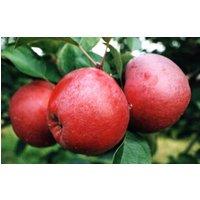 Direct Plants Apple Spartan Fruit Tree 6ft Tall Supplied in a 12 Litre Pot by Directplants in Red