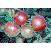 Direct Plants Apple Laxtons Superb Fruit Tree 6ft Tall Supplied in a 12 Litre Pot by Directplants in Red